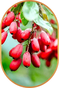 Berberine.webp