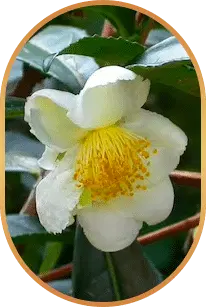 Camellia Sinensis.webp