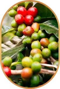 Chlorogenic Acid.webp