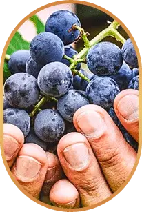 Resveratrol.webp